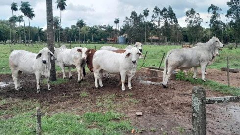 Cattle Ranch Paraguay