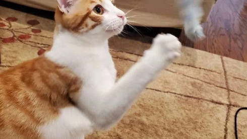 Professional In-Home Cat Care Experienced