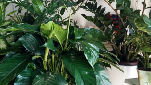 Established Flower Shop in Bergen County