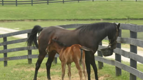 Profitable Vocational School/SEVIS/Accreditation