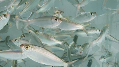 Fishing Bait Route, Suburban Chicago, IL to WI