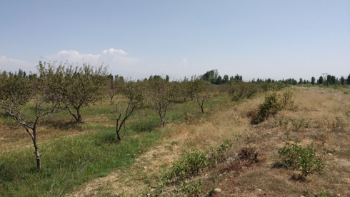 For Sale: Agricultural Business with 7 Hectares