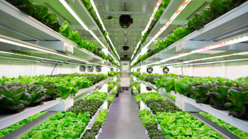 CEA Businesses - Microgreens/Mushrooms/Aquaponics