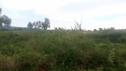 1000 Acres / 1.5 Square Mile In Kyankwanzi District