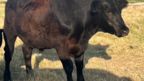 Large Beef Supplier Seeking U.S./Int'l Markets