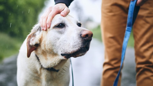 Pet Waste Management Company – West Michigan
