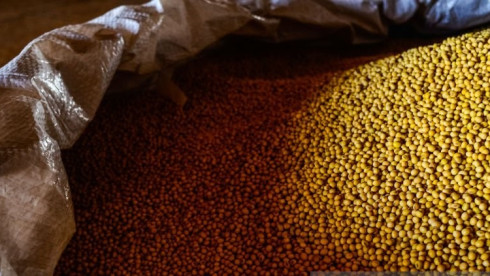 Soybeans, Ginger, Hibiscus flower and Sesame Seeds