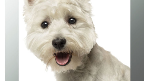 Manufacturer Of Natural, Pet-Friendly Cleaners