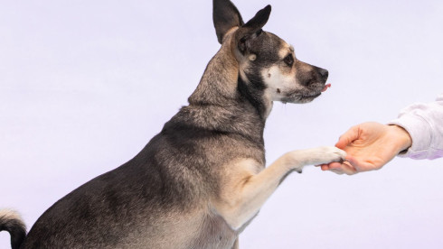 SBA Approved/ Absentee Owned Dog Training Business