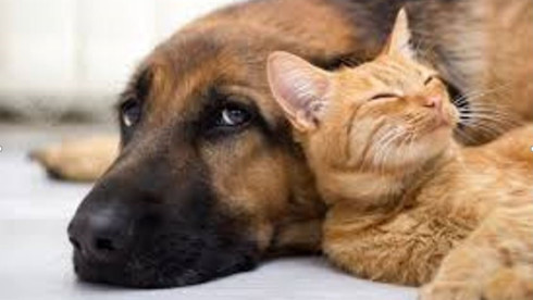 Successful, Profitable Seattle Pet Supply Grooming