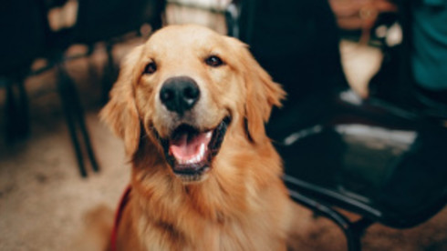 Wellness Focused Membership Model Grooming Franchise