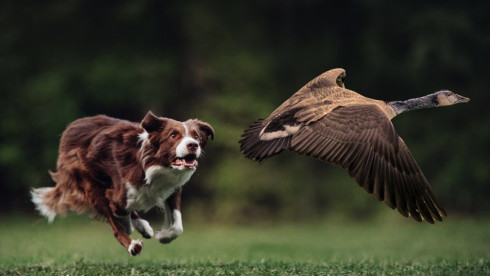 Canada Goose Control