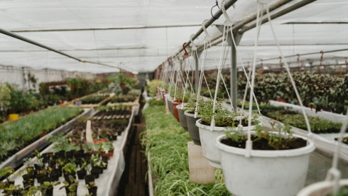 Established & Successful Greenhouse in Michigan