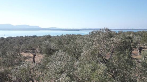 20,000 m² Olive Land / Türkiye/ İzmir
