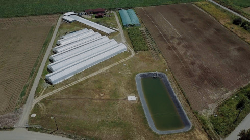 Premium Nursery For The Production Of Walnut Trees