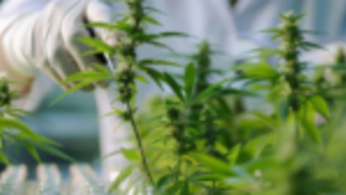 Industrial Cannabis Grow And Processing Facility