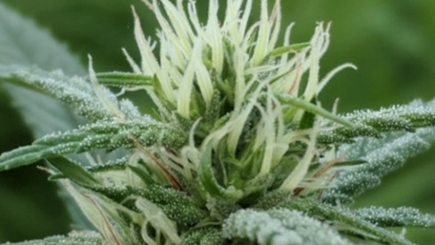 Cannabis & Cannabinoid Research Business