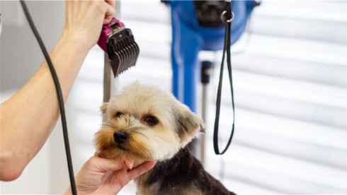 Long Standing Pet Grooming Business