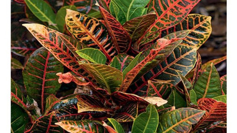 Reliable Interior Plant Services Business