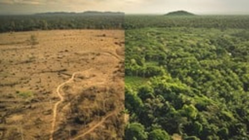 Funding for New Feedstocks-Reforestation