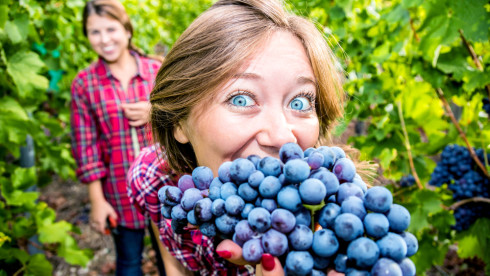 Optometry Practice:  Napa Valley, Ca  $1Mm Gross