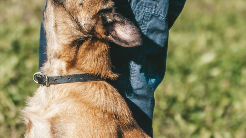Dog Training, Daycare, and Boarding