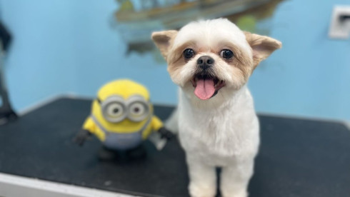 Franchise-Ready Multi-Unit Pet Grooming Business