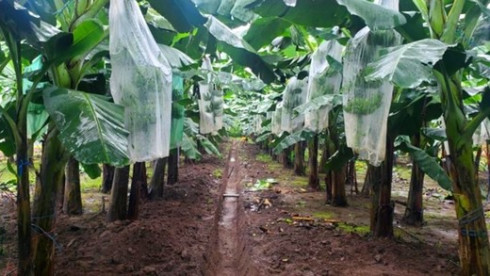 Banana Plantation for Sale in Ecuador