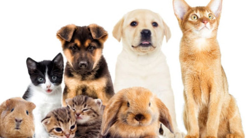 Profitable Multi-Location Pet Stores for Sale in Eastern Ontario