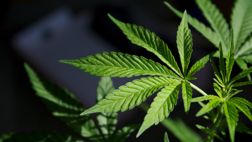 East Coast Cannabis Operation Seeks $5M Investment
