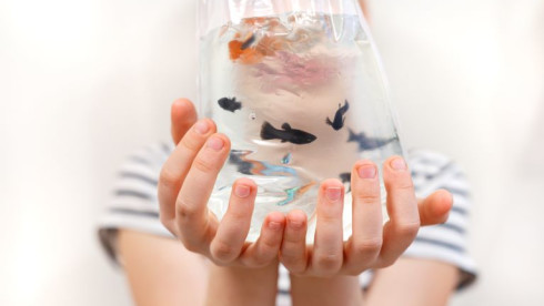 Specialty E-Commerce -Ornamental Aquatic Animals