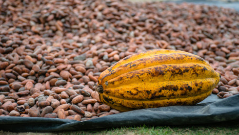 Receivable Finance For Spanish Cocoa Trader