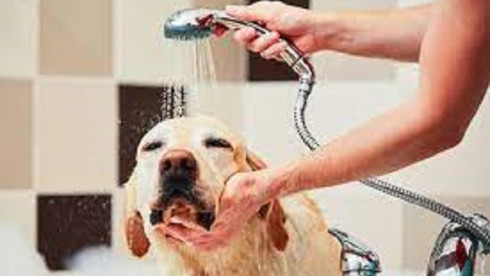 Local Pet Grooming Salon for Sale in AL