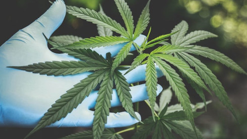 Premier Cannabis Cultivator & Manufacturer