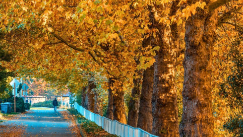 Established Chiropractic Practice – S. King Co, WA