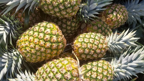 Pineapple Farmland Investment Opportunity