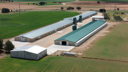 Sale Of Broiler Chicken Farms