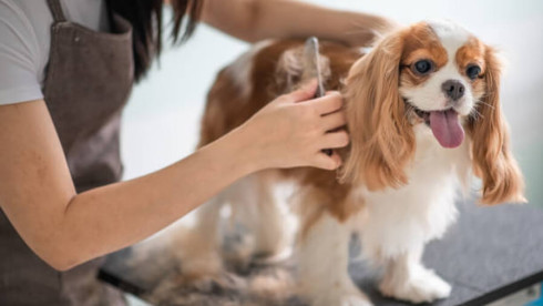 Dog Groomer / Pet Store