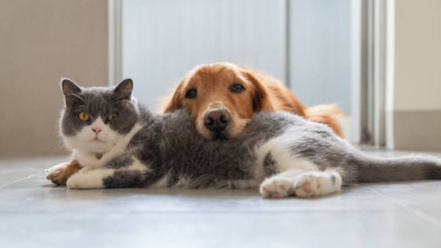 Premier Luxury Pet Hotel in West Central Indiana