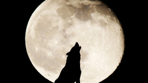 Werewolf Romance Game