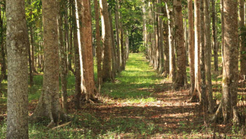 Timber Plantation in the Daintree, Queensland Sale