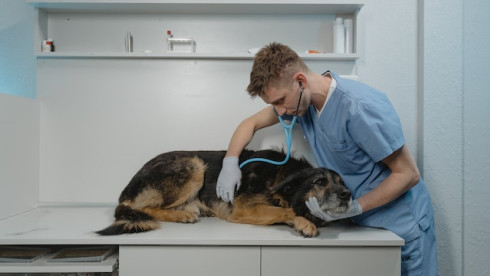 Vet Hospital in 2nd Most Pet-Friendly City in US