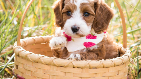 Pet Breeding Business with Unlimited Potential