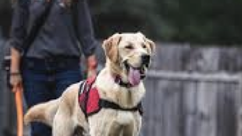 Helping Owners Lead Their Pack