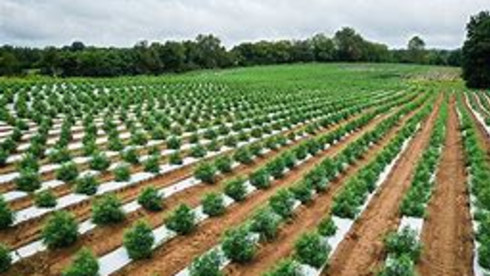 300 To 600 acre CBD Farm