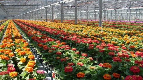 Greenhouse Wholesaler - West Michigan