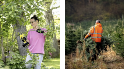 Tree Care Management