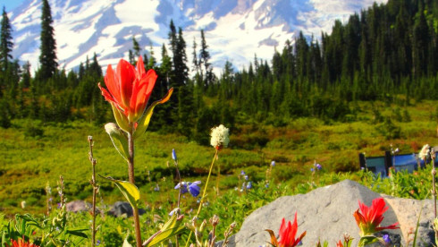 Sm Animal Clinic SE of Seattle - Motivated Seller