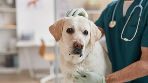 Long-Established Veterinary Practice / Asset Sale