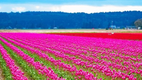 Skagit Valley, WA Chiropractic Practice for Sale